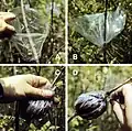 Air layering of U. pumila