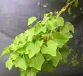 propagation of Jatropha curcas by Air layering