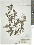 Color specimen of Ajuga nipponica 'Makino', 1962