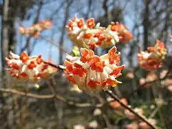 Edgeworthia chrysantha, native to China