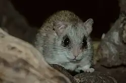 Gray rat