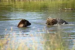 Adult Alaskan brown bears frolicking in the cold waters in summer.