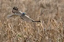 Hen harrier
