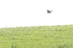 Montagu's harrier, Mignone, Lazio
