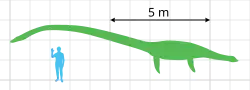 Diagram of a green plesiosaur next to a diver