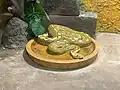 An albino Burmese python resting in an enclosure.