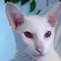 Black albino