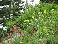 Albion Basin Wildflowers (July 2004)