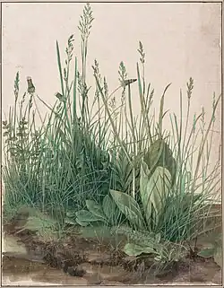 Large Piece of Turf, 1503, watercolour and gouache w/highlighting, 40,8&nbsp;×&nbsp;31,5&nbsp;cm (Albertina)