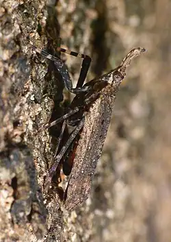 Alcathous fecialis (India)