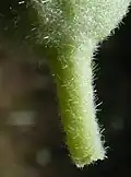 Flower stalk