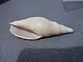 Shell found near the Auckland Islands