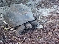 Aldabra tortoise