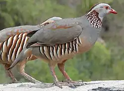 Barbary partridges, Barranco del Infierno, Tenerife
