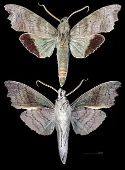Aleuron chloroptera