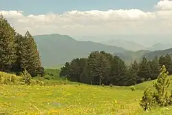 A meadow and a forest