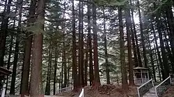 Pine Trees
