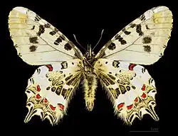 Male, bottom