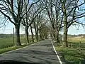 Avenue on Rügen near Putbus