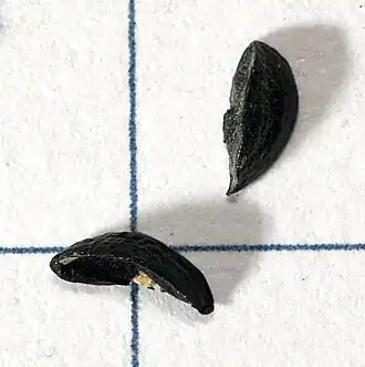 Seeds