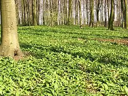 Ramsons in a forest