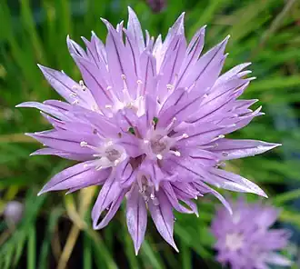 Fully open flower