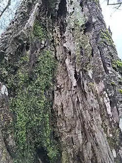 Trunk