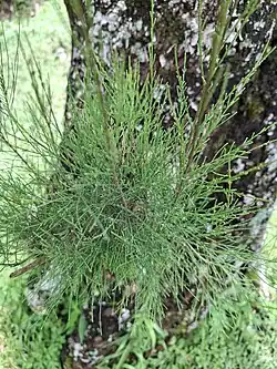 Foliage
