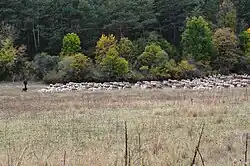 Herding sheep in Allons