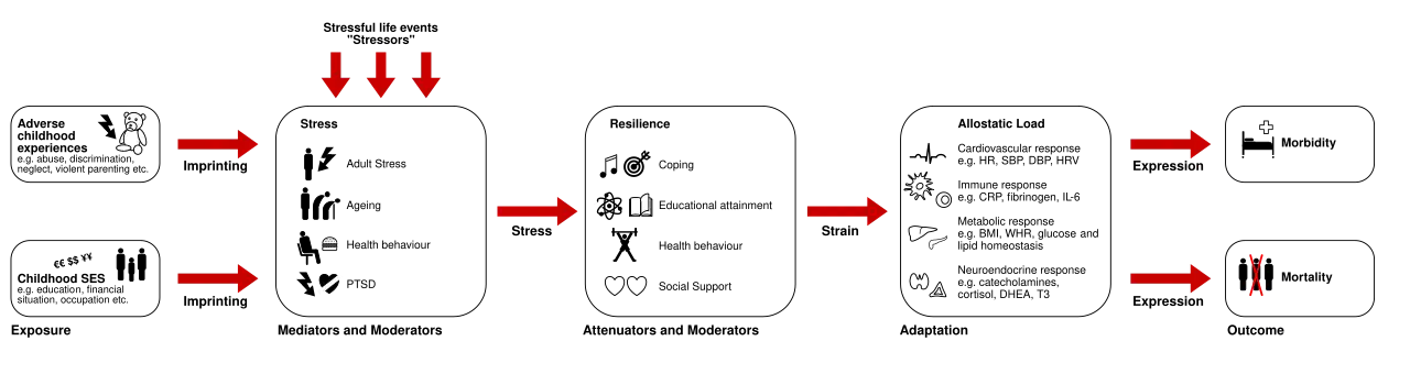 Pathopysiology of allostatic load