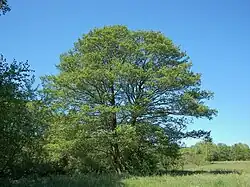 Image 19Alnus glutinosa (from List of trees of Great Britain and Ireland)