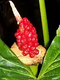 Fruiting Alocasia brisbanensis (cunjevoi) at Eastwood, Australia