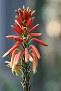 Inflorescence detail.