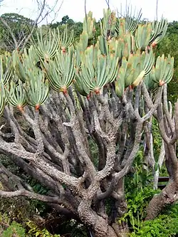 Though slow-growing, Kumara plicatilis can reach a height of 3–5 metres (9.8–16.4&nbsp;ft).