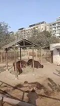 Alpaca