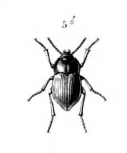 Monochromatic drawing of Alphasida zapaterii