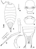 Alpioniscus sideralis from Grotta Su Bentu, male paratype[5]
