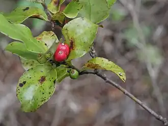 The fruit