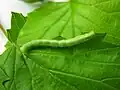 Caterpillar