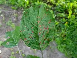 A photograph of a leaf infected with Alternaria mali