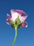 Flower underside, with many-part epicalyx outside the calyx base, hairs stellate (Bosnia and Herzegovina)