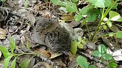Gray and brown vole