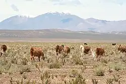 Picture showing the Altipano with a dry grassland and a snow-capped mountain in the background