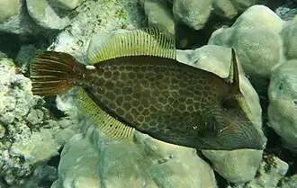 In the Red Sea