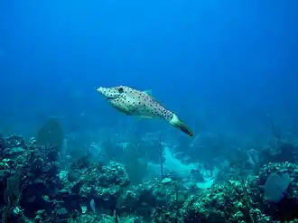 In the Caribbean Sea, Dominican Republic