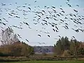 Greylag geese during migration