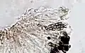 Photograph of a cross section of an apothecium of A. punctata taken through a compound microscope (x1000), showing 8 brown 1-septate spores per ascus.