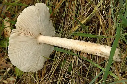 Belgian specimen