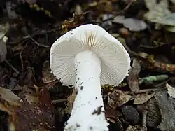 Amanita boudieri
