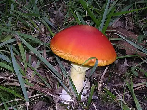 Red-capped specimen